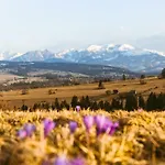 Czarna Owca
