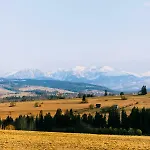 Czarna Owca