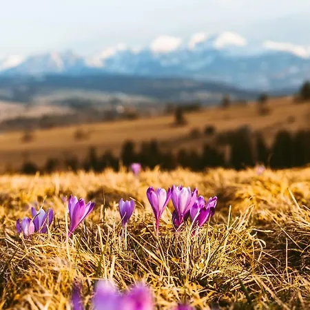Czarna Owca Kościelisko