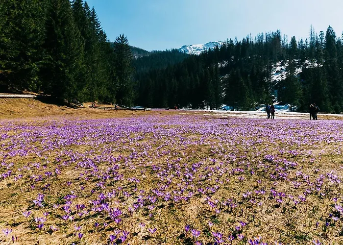 Czarna Owca كوشتيليسكا