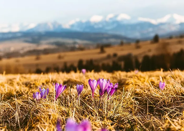 Czarna Owca Kościelisko